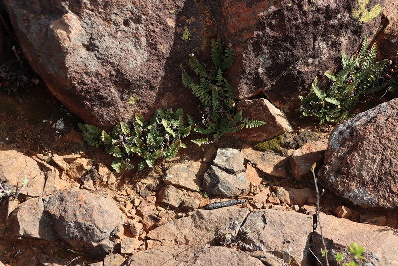 Asplenium cordatum photo 7
