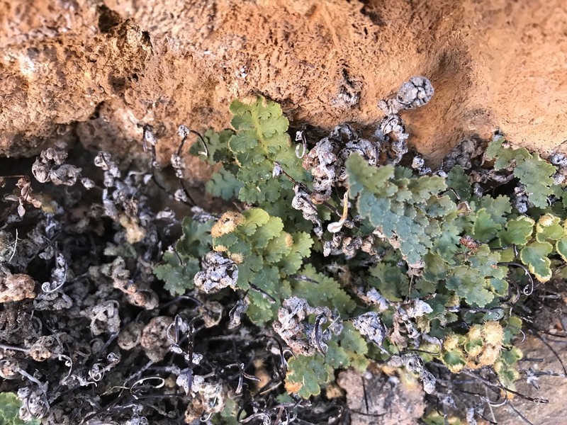 Asplenium cordatum photo 8
