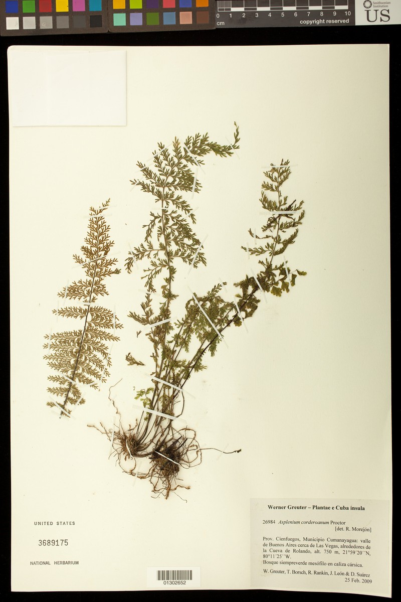 Rio Abajo Spleenwort