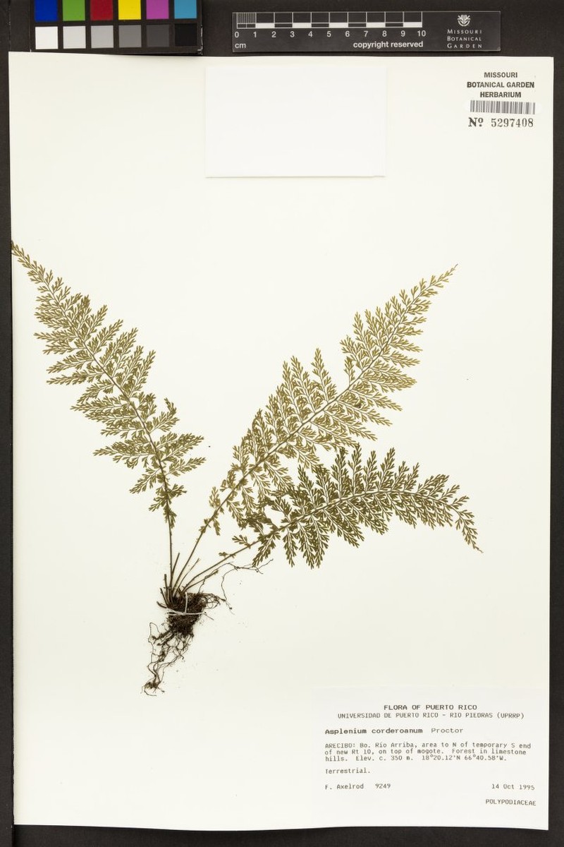 Rio Abajo Spleenwort photo 2