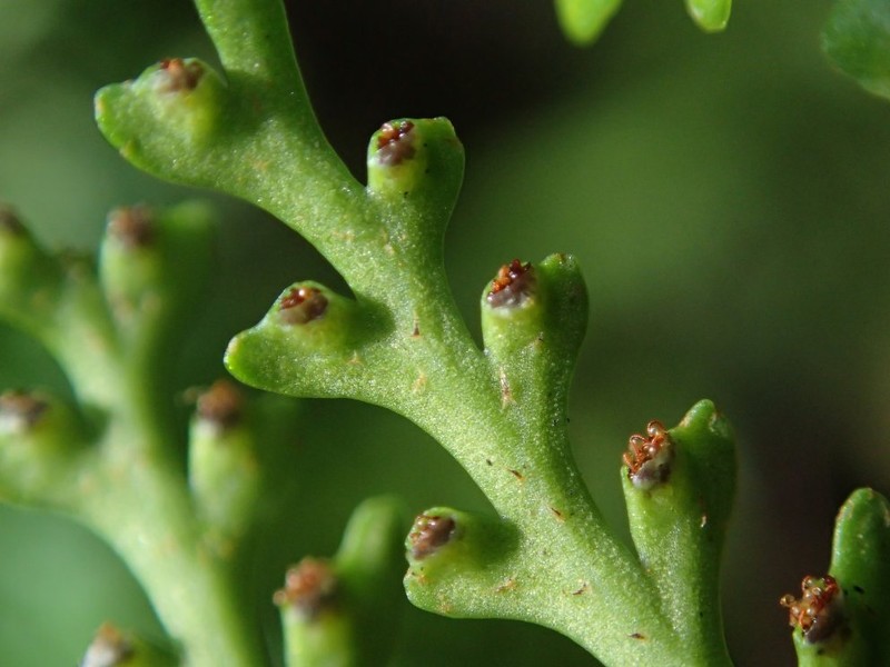 Asplenium cornutum