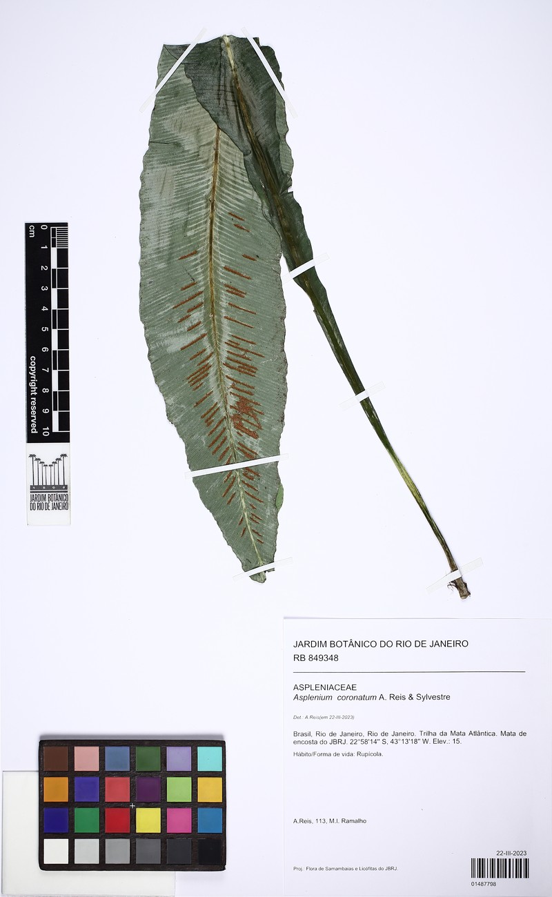 Asplenium coronatum photo 2