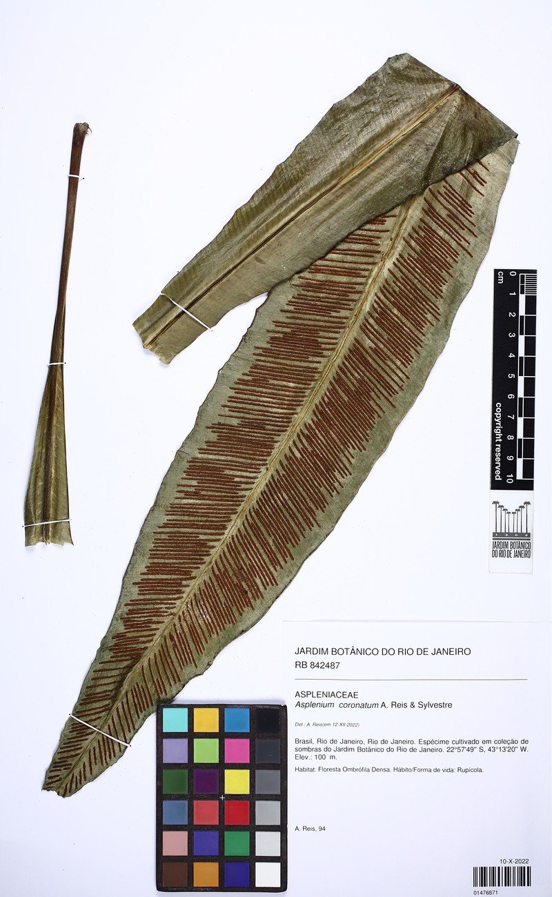 Asplenium coronatum photo 3