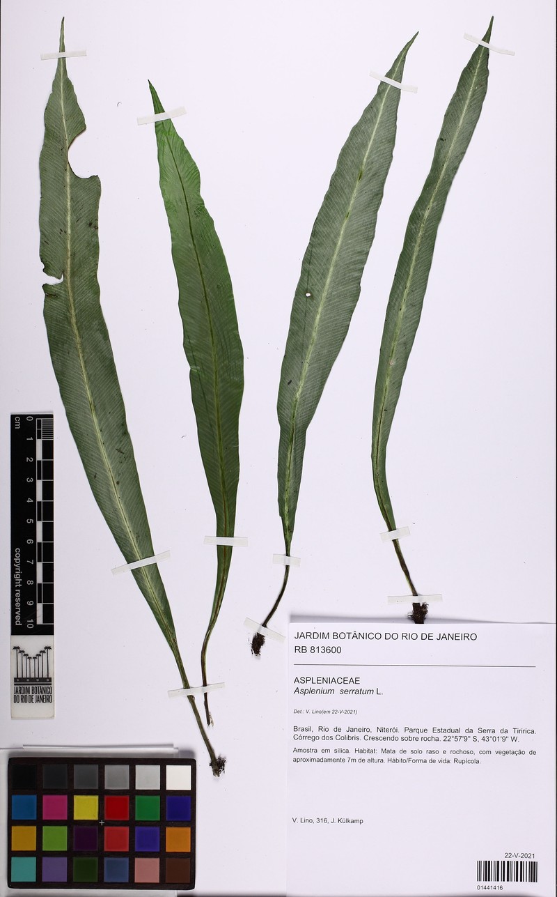 Asplenium coronatum photo 4