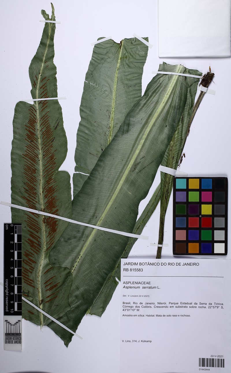 Asplenium coronatum photo 5