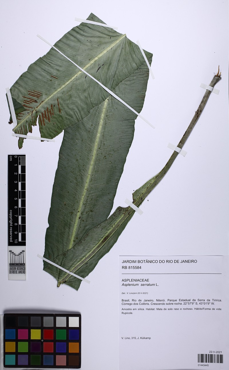 Asplenium coronatum photo 6