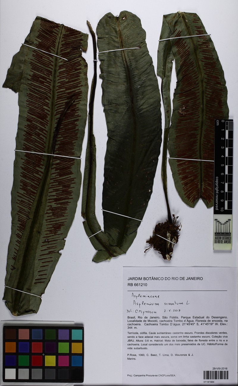 Asplenium coronatum photo 8