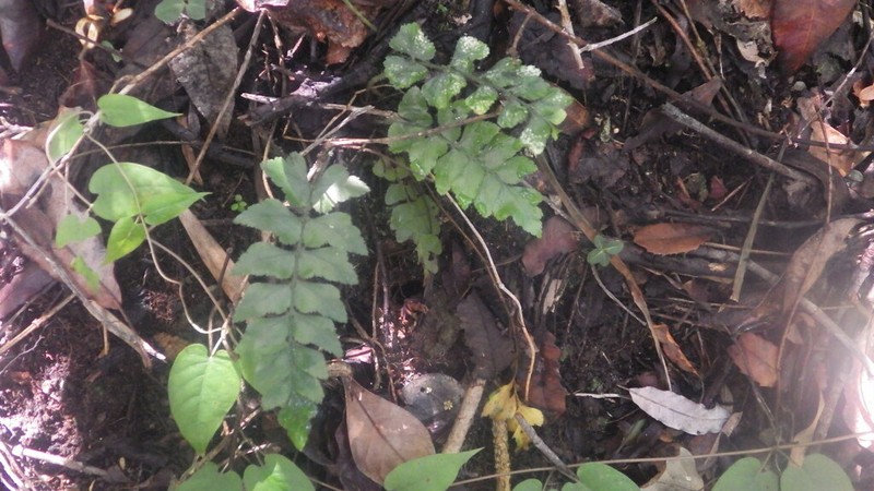 Asplenium correardii