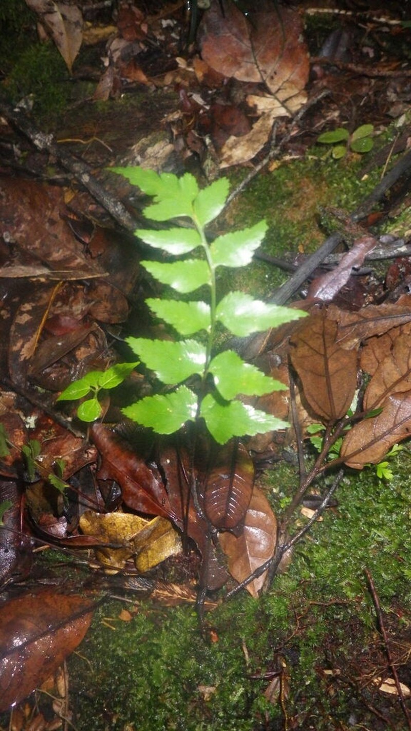 Asplenium correardii photo 3