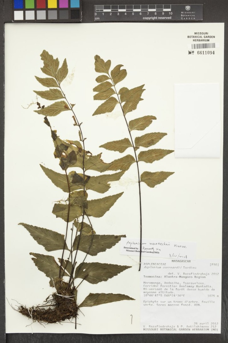 Asplenium correardii photo 4