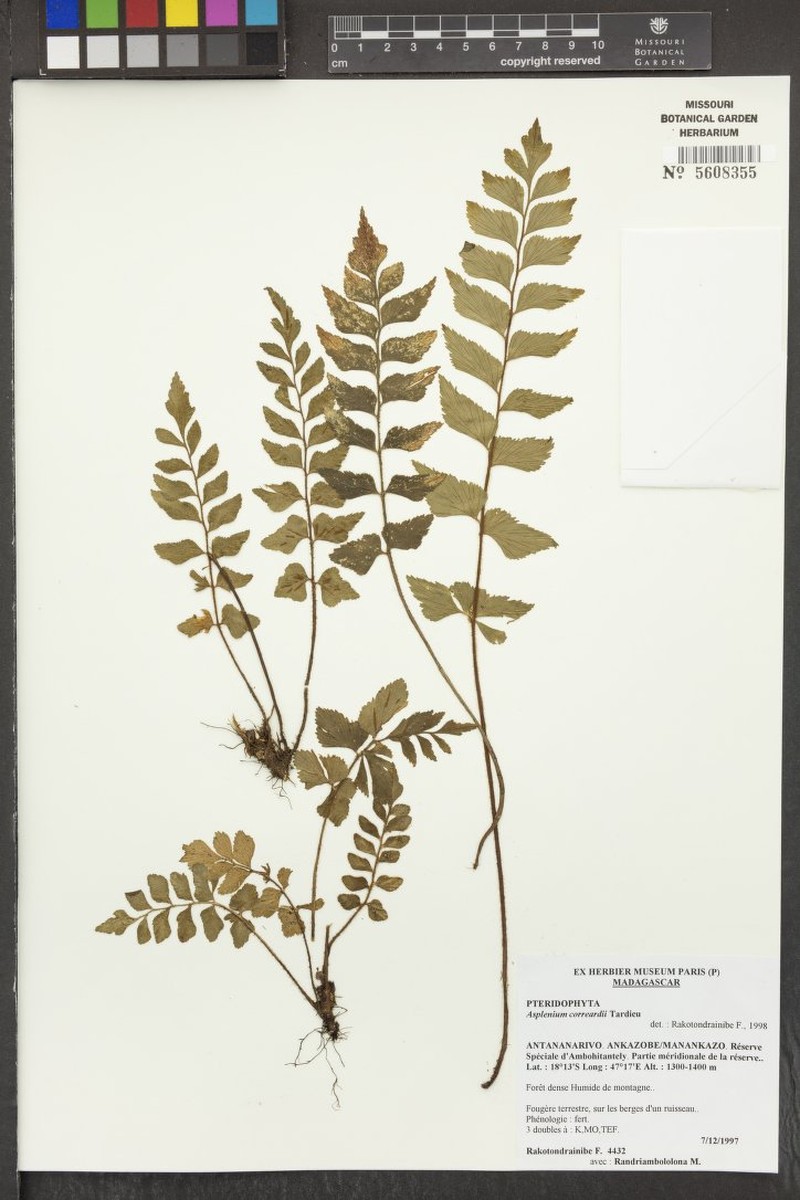 Asplenium correardii photo 5