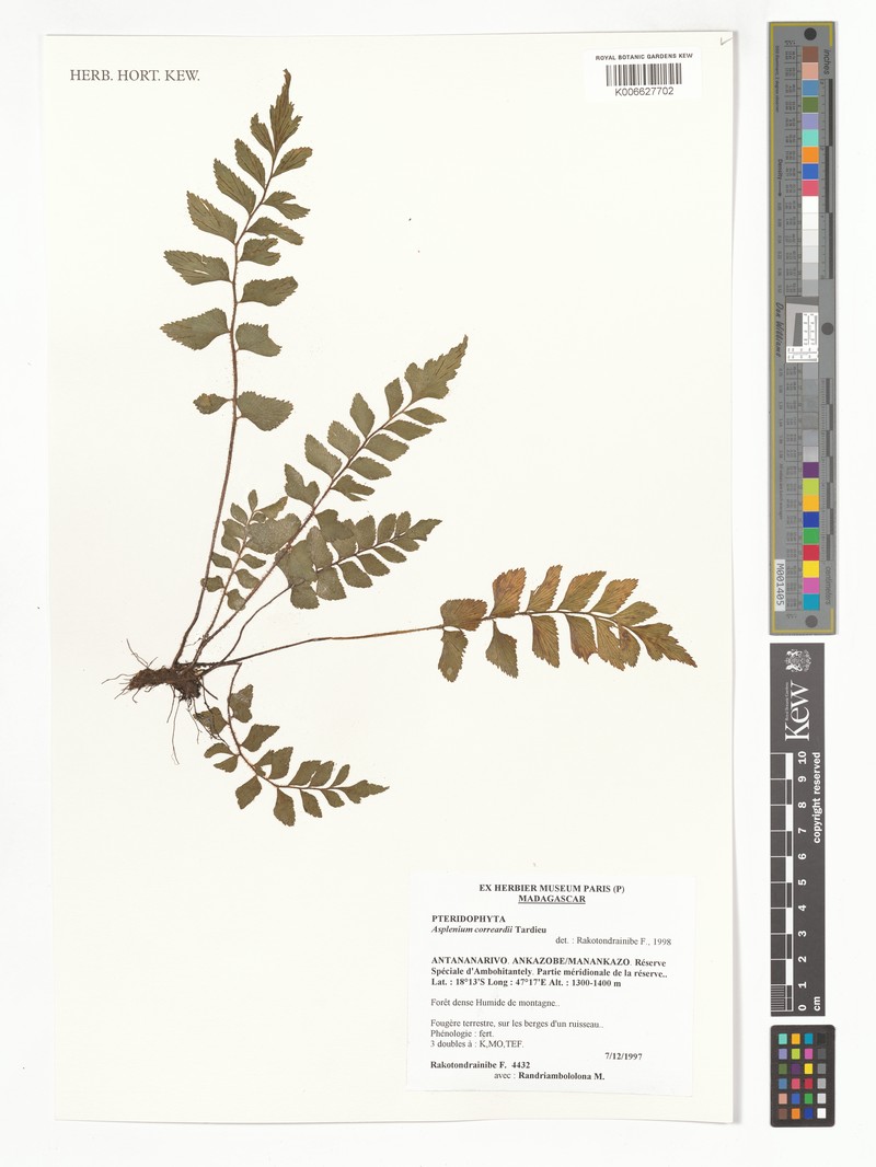 Asplenium correardii photo 6