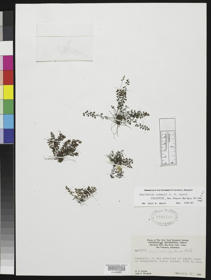 Asplenium cowanii