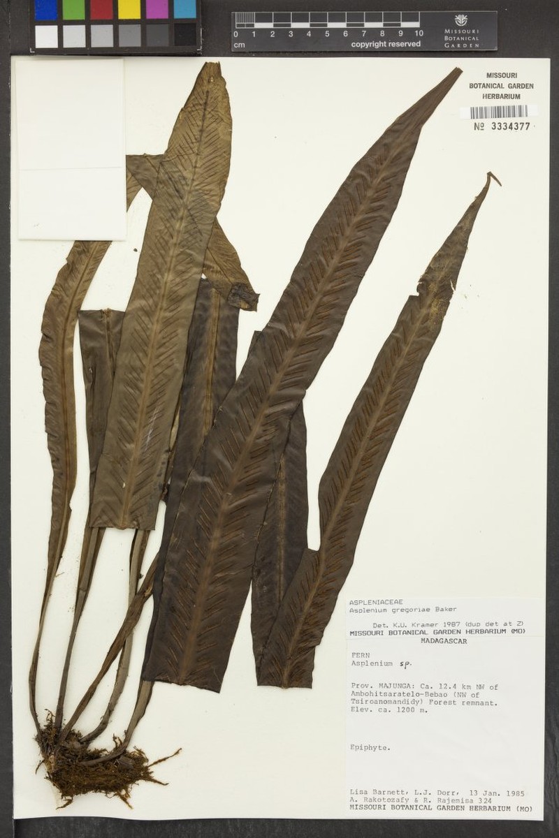 Asplenium cremersii