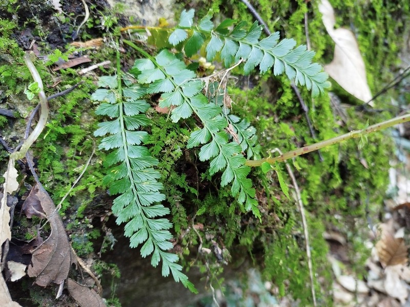 Asplenium crinicaule