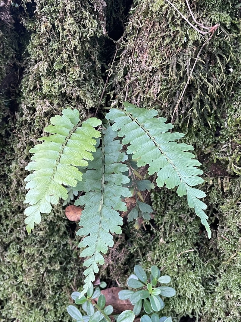 Asplenium crinicaule photo 2