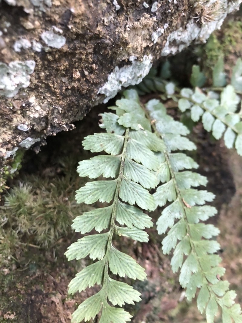 Asplenium crinicaule photo 3