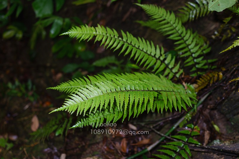 Asplenium crinicaule photo 4