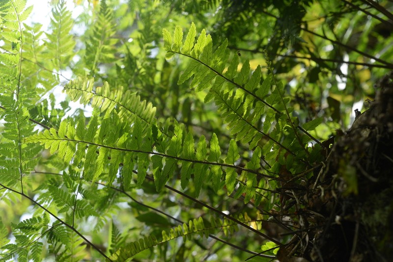 Asplenium crinicaule photo 5