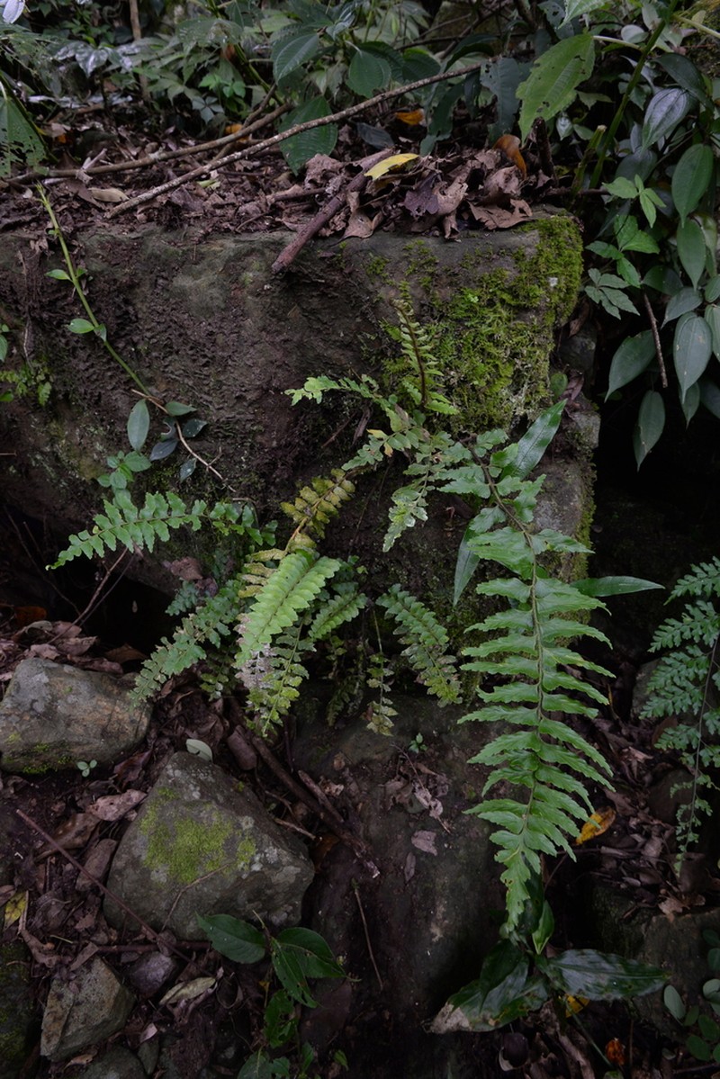 Asplenium crinicaule photo 6