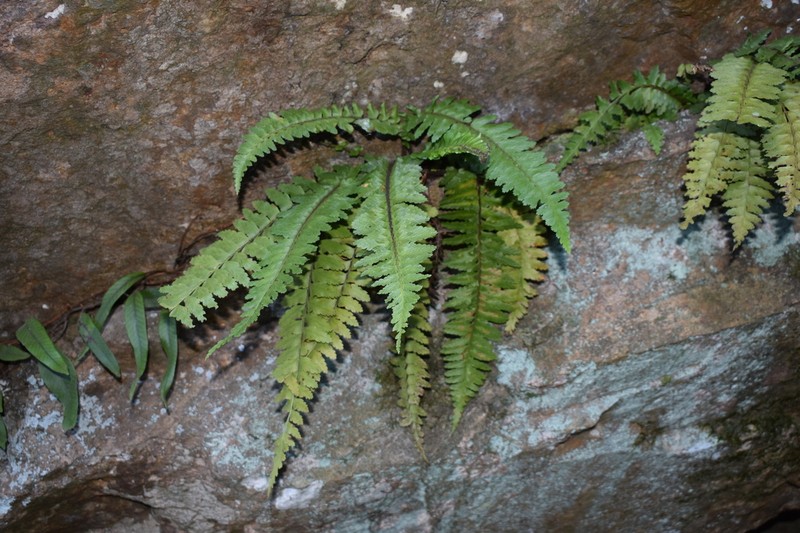 Asplenium crinicaule photo 7