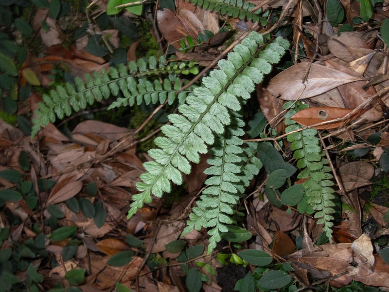 Asplenium crinicaule photo 8