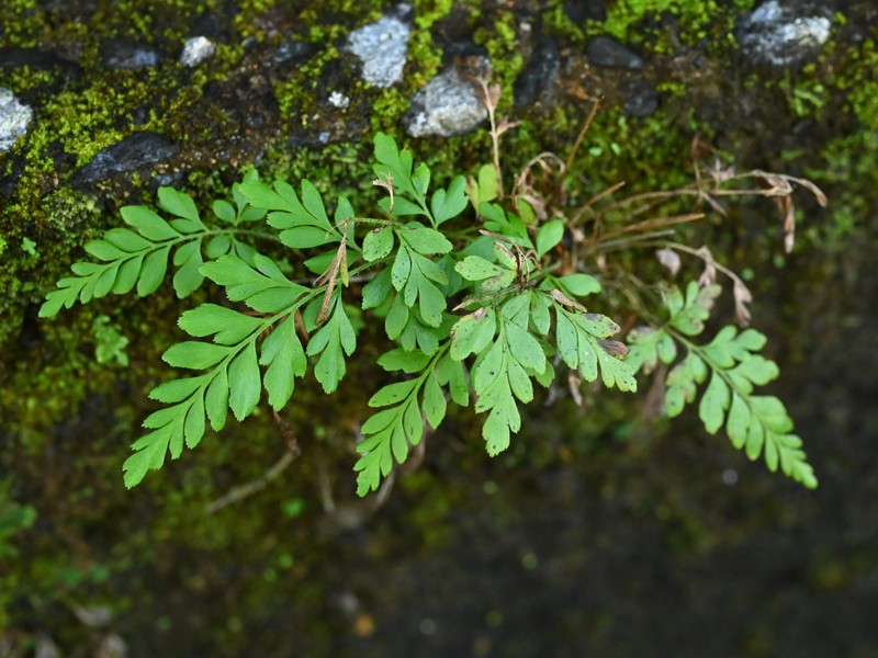 Parsley Spleenwort
