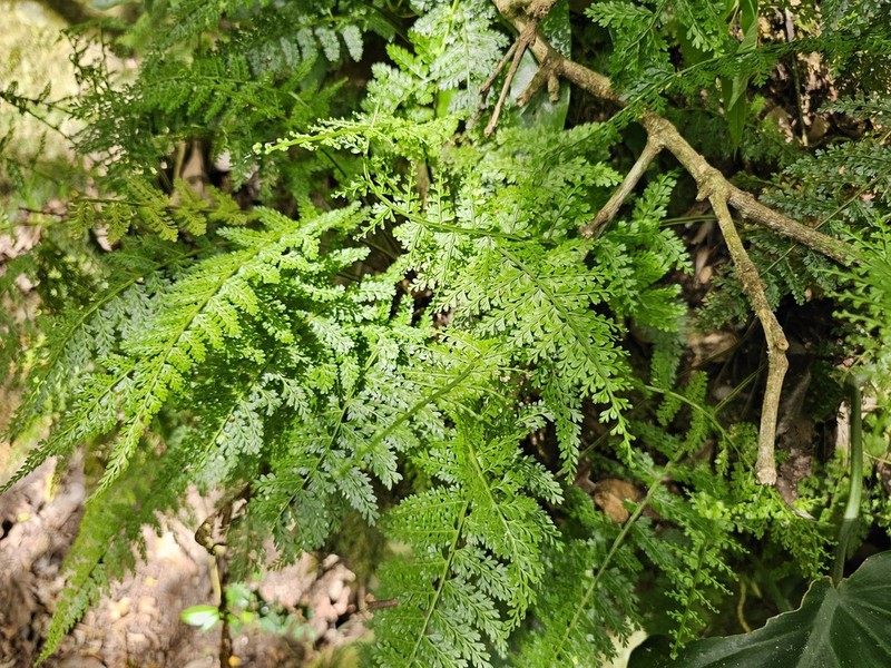 Parsley Spleenwort
