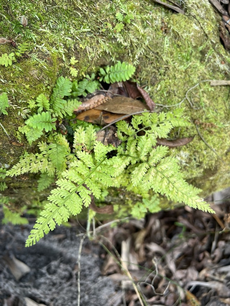 Parsley Spleenwort photo 2
