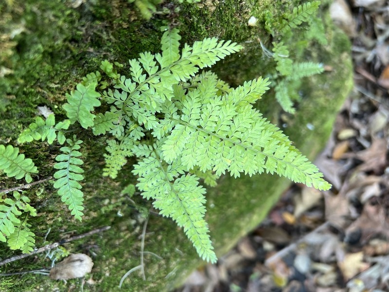 Parsley Spleenwort photo 3