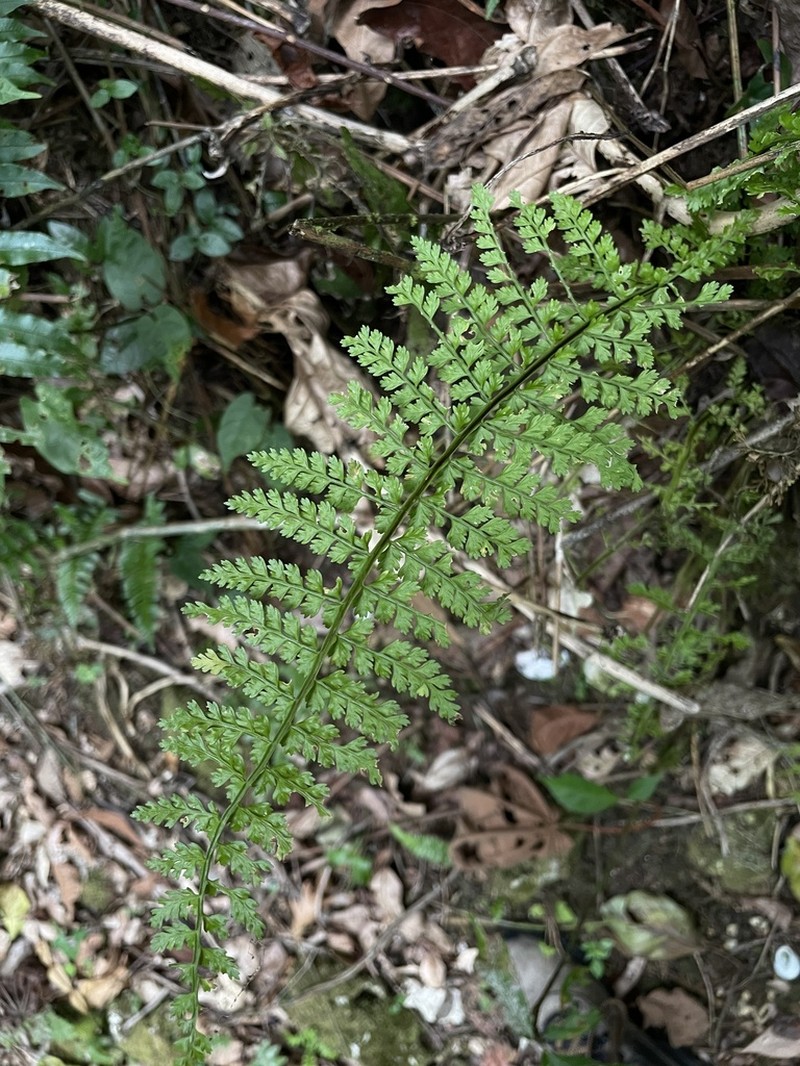 Parsley Spleenwort photo 4