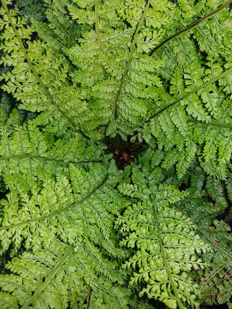 Parsley Spleenwort photo 5