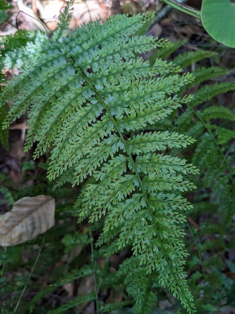 Parsley Spleenwort photo 6