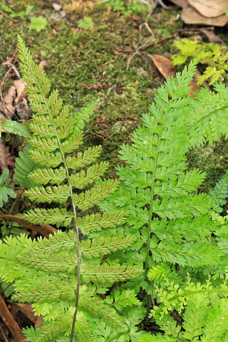 Parsley Spleenwort photo 7