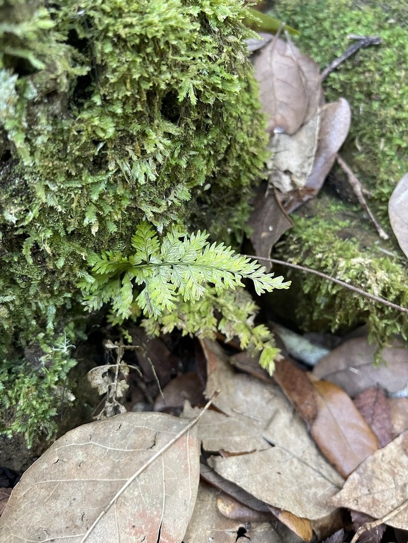 Parsley Spleenwort photo 8