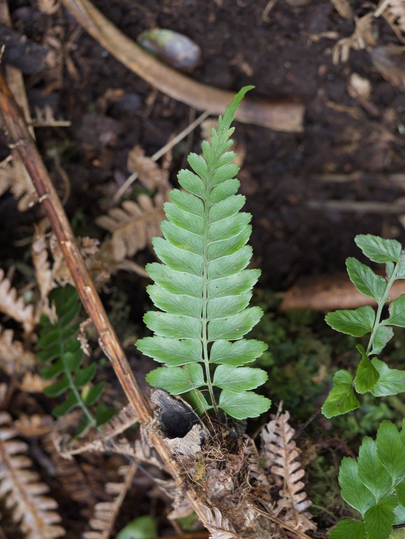 Asplenium cromwellianum