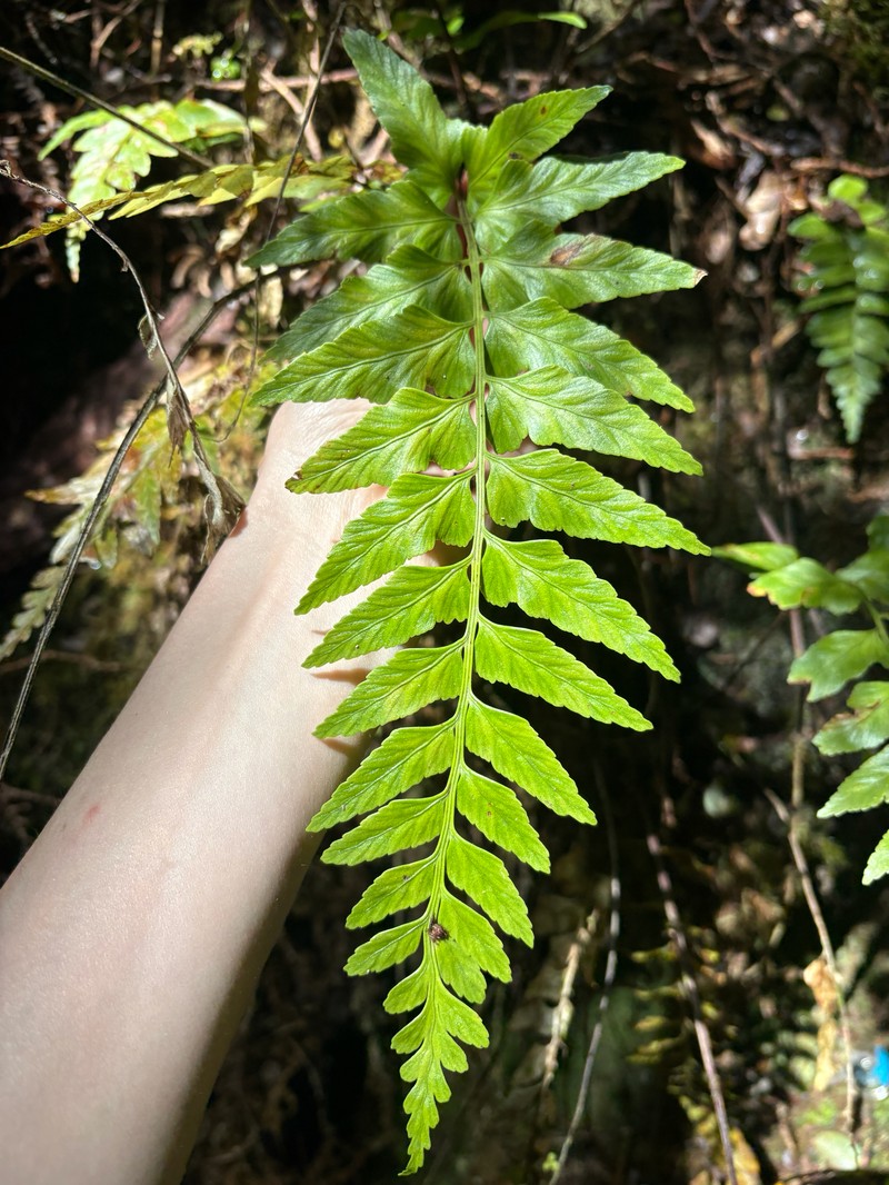 Asplenium cromwellianum photo 2