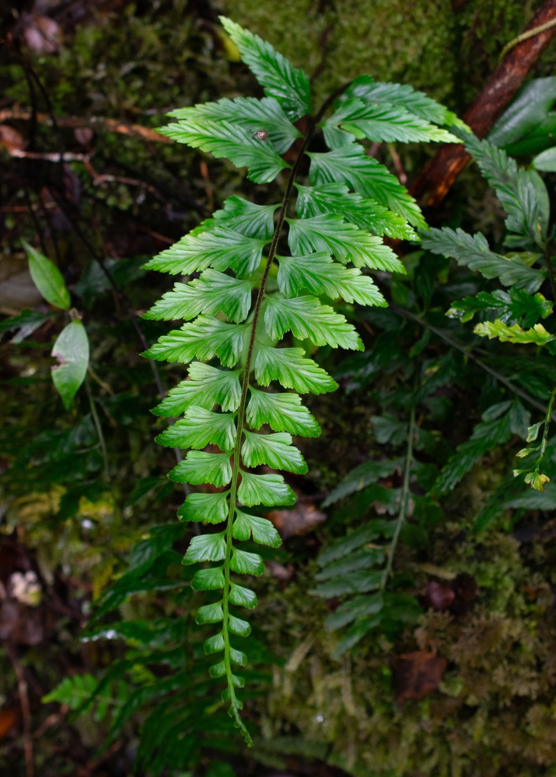 Asplenium cromwellianum photo 3