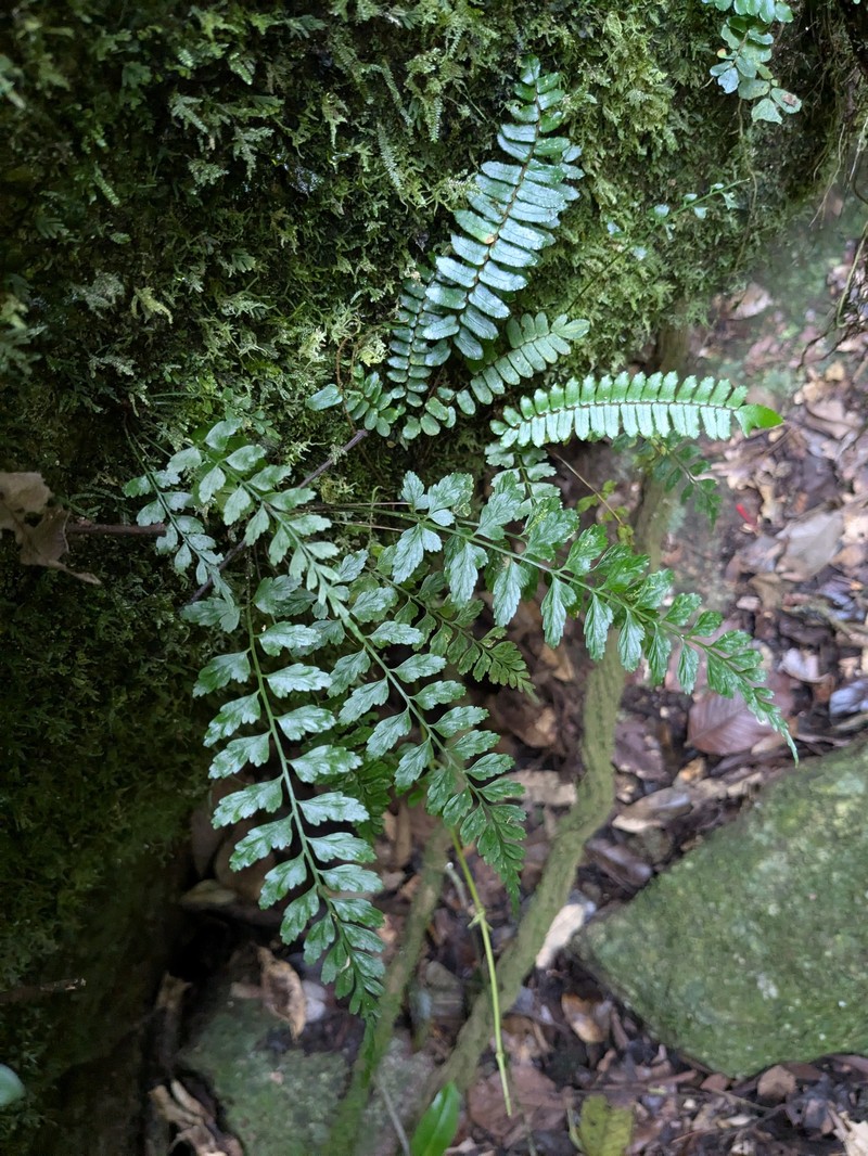 Asplenium cromwellianum photo 4