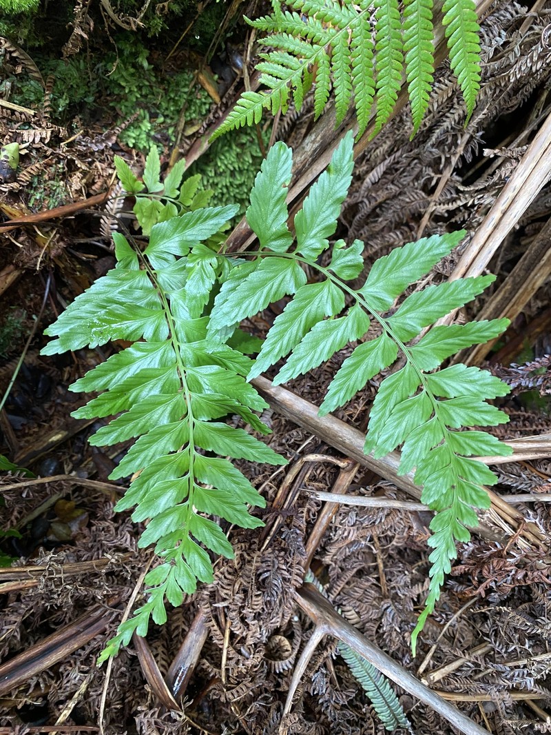 Asplenium cromwellianum photo 5