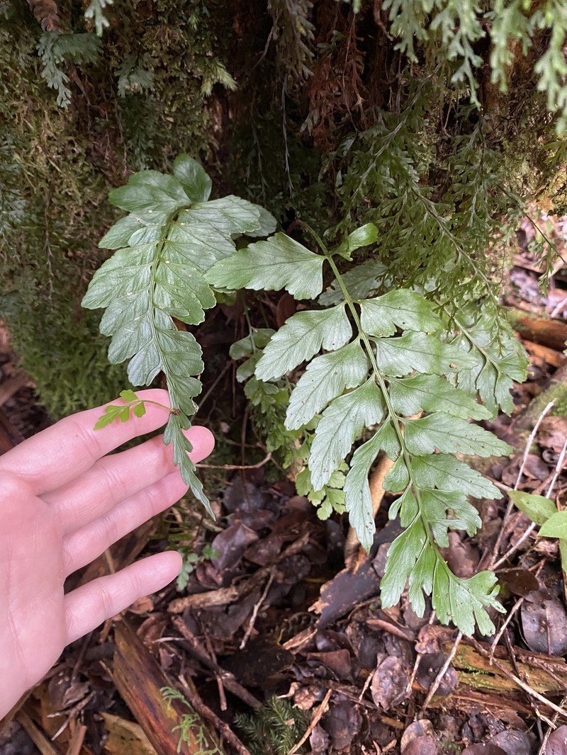 Asplenium cromwellianum photo 6