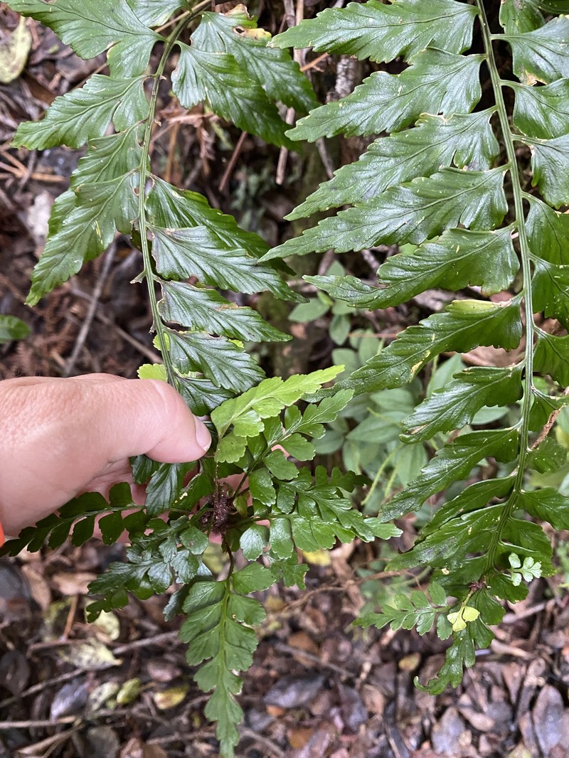 Asplenium cromwellianum photo 7