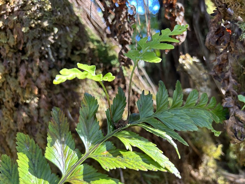 Asplenium cromwellianum photo 8