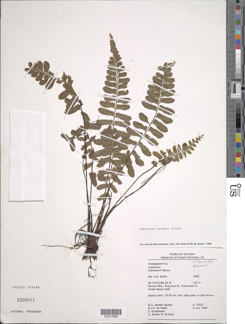 Asplenium cruegeri