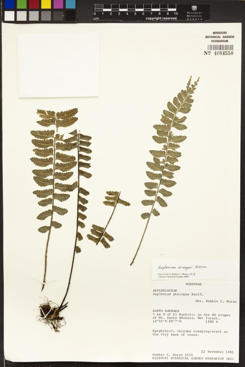 Asplenium cruegeri photo 2