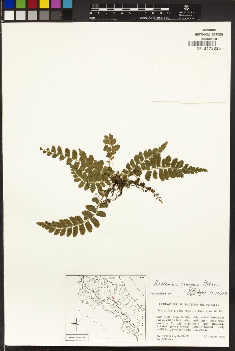 Asplenium cruegeri photo 3