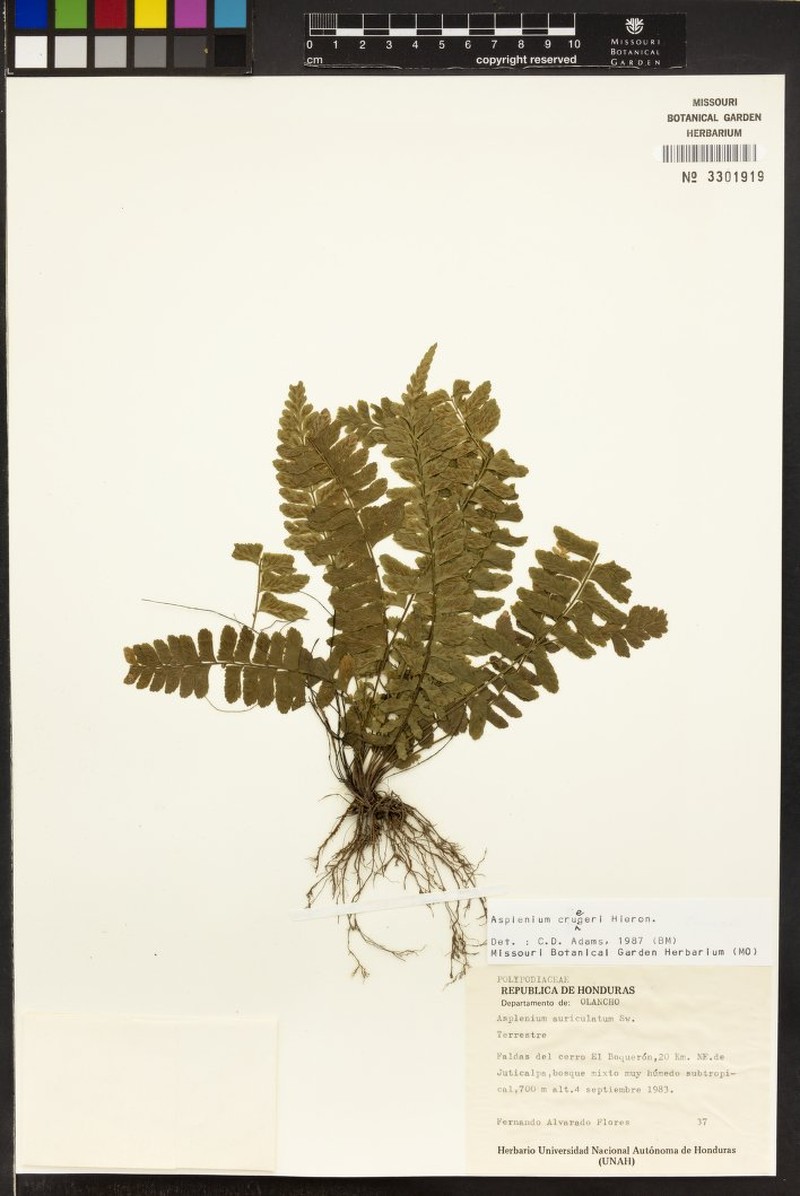 Asplenium cruegeri photo 4
