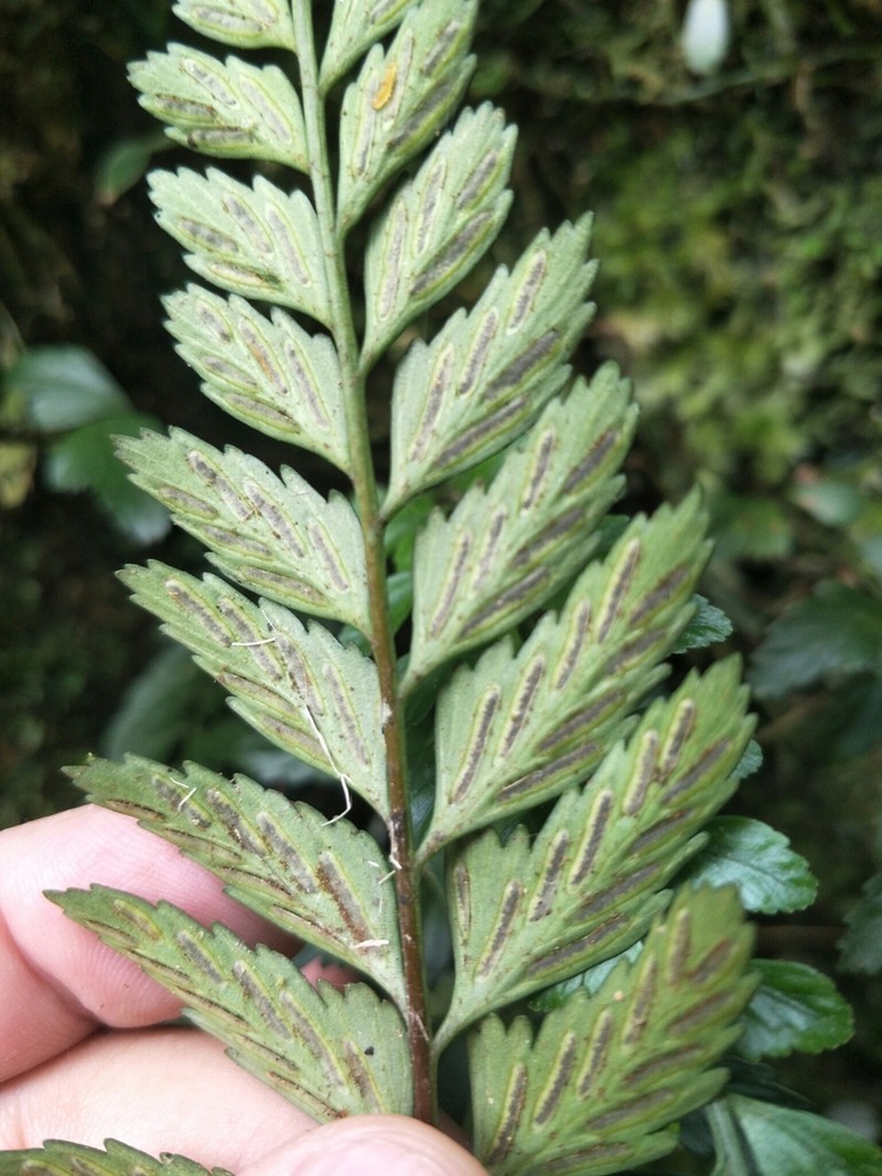 Asplenium cuneatiforme