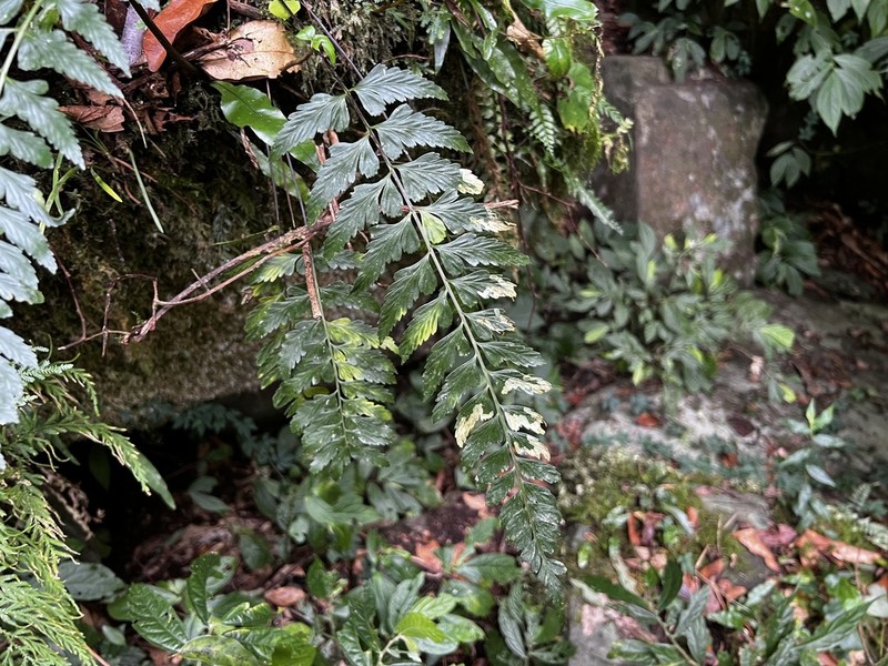 Asplenium cuneatiforme photo 2