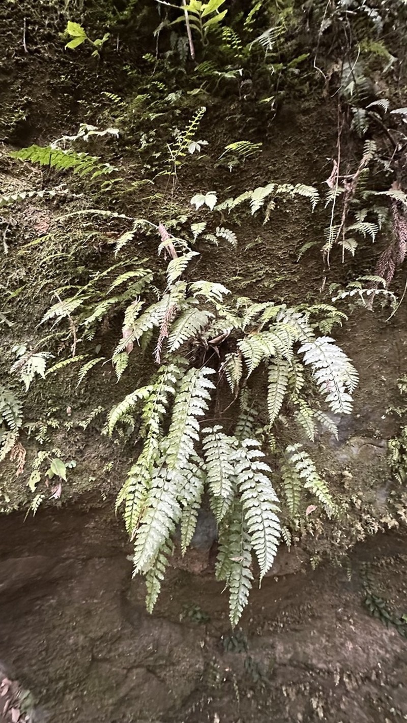 Asplenium cuneatiforme photo 3